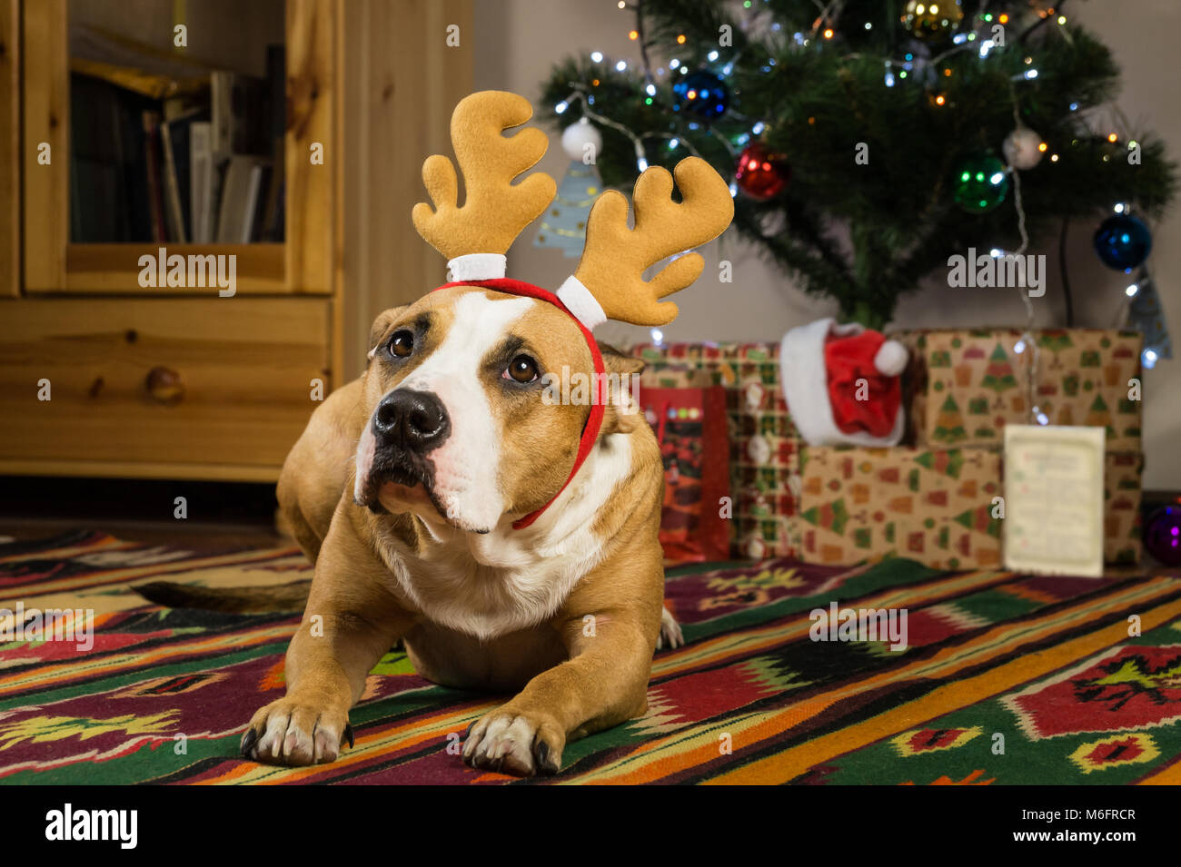 Staffordshire Terrier Hund mit Rentier Hörner ruht auf dem Teppich im Wohnzimmer neben geschmückten Weihnachtsbaum und verpackte Geschenke und Grußkarten Stockfoto