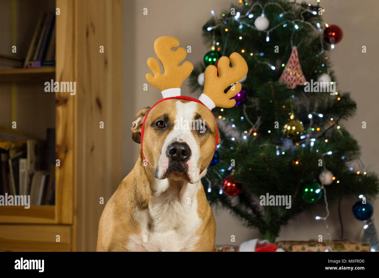 Hund mit Rudolf das Rentier Hut sitzt vor dekoriert Fell Baum und verpackte Weihnachtsgeschenke Stockfoto