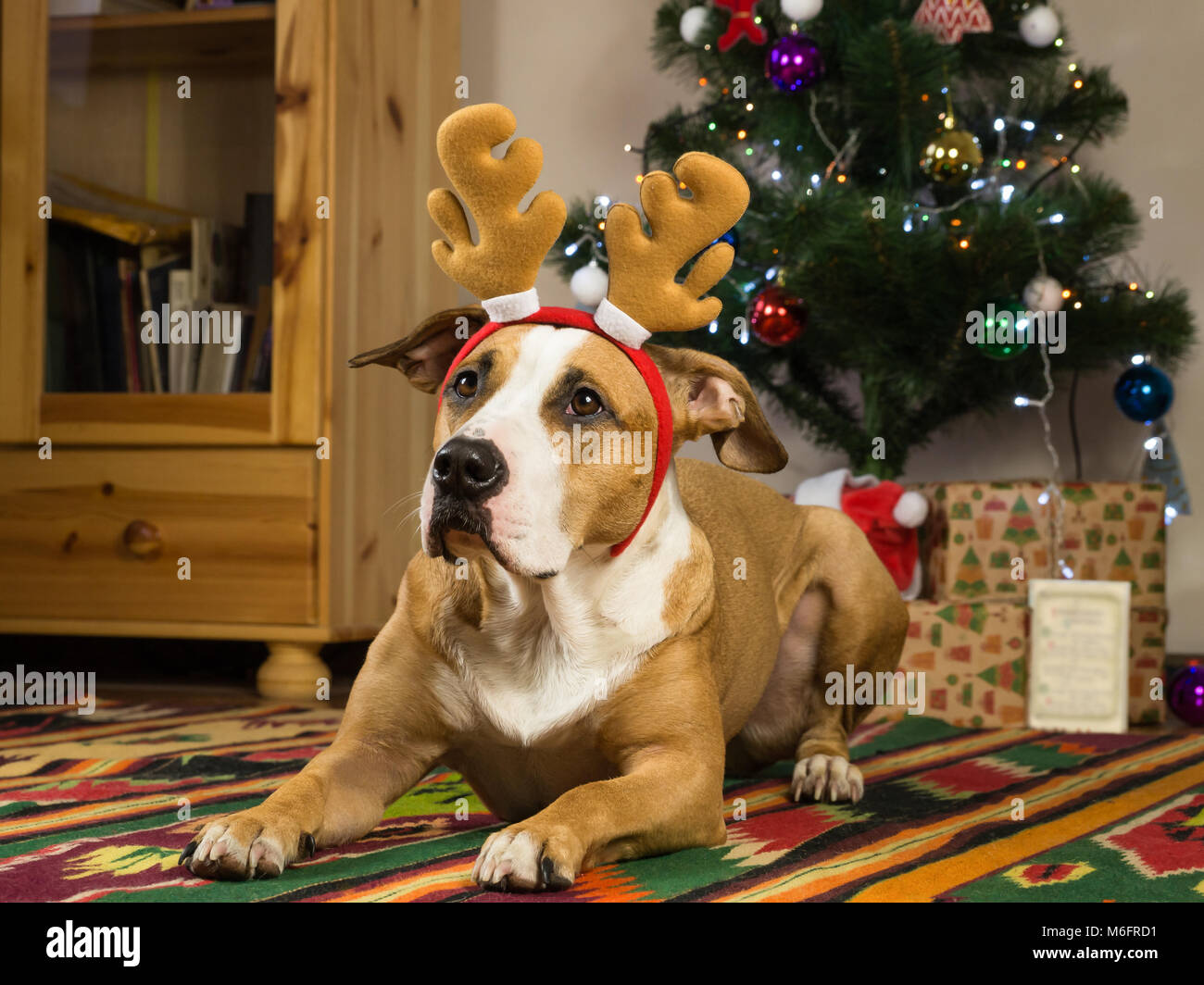 Staffordshire Terrier Hund mit Rentier Hörner ruht auf dem Teppich im Wohnzimmer neben geschmückten Weihnachtsbaum und verpackte Geschenke und Grußkarten Stockfoto