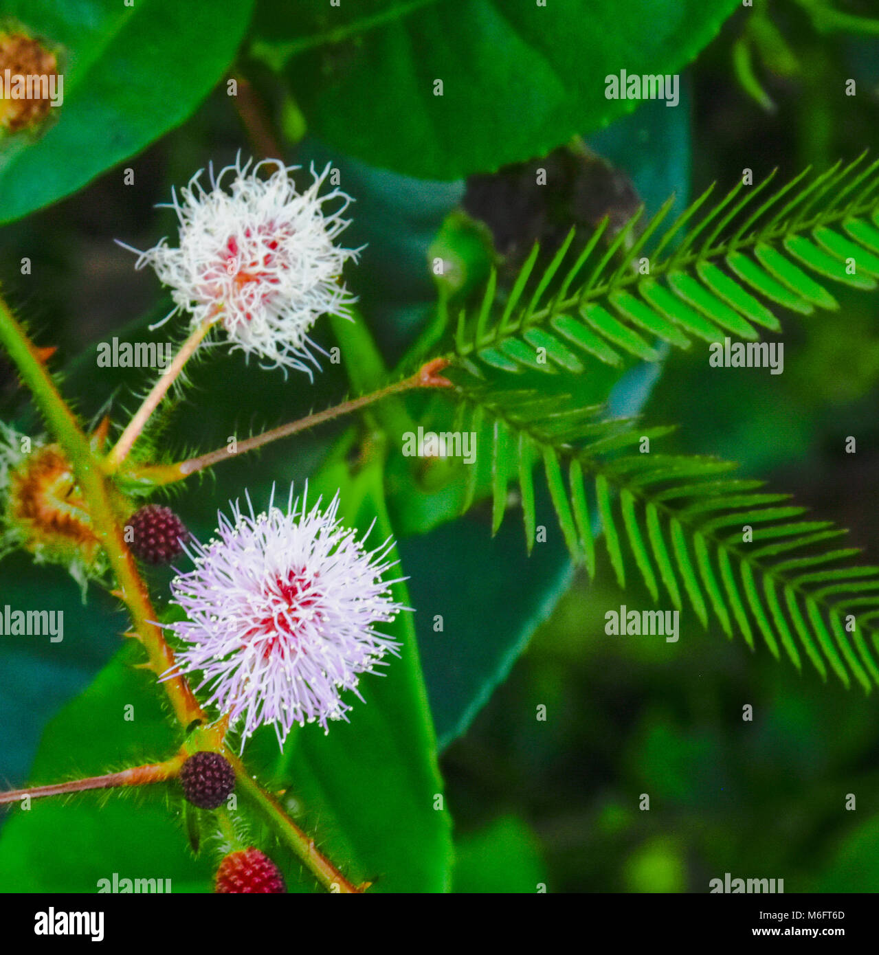 Die schöne Blume von Mimosa Pudica im Tea Garden in Bangladesch. Stockfoto