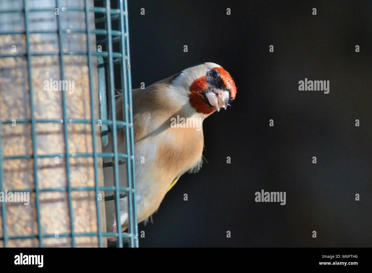 Stieglitz (Carduelis carduelis) Besuch einer Bird Feeder und essen Samen, Gloucestershire, UK, November. Stockfoto
