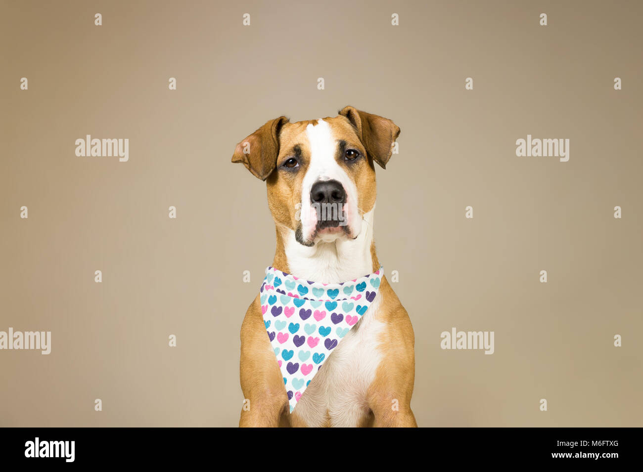 Cute Staffordshire Terrier Hund in Bandana mit Herzen. Junge pitbull Welpen sitzt in Neutralstellung backgraund zum Valentinstag posing Stockfoto