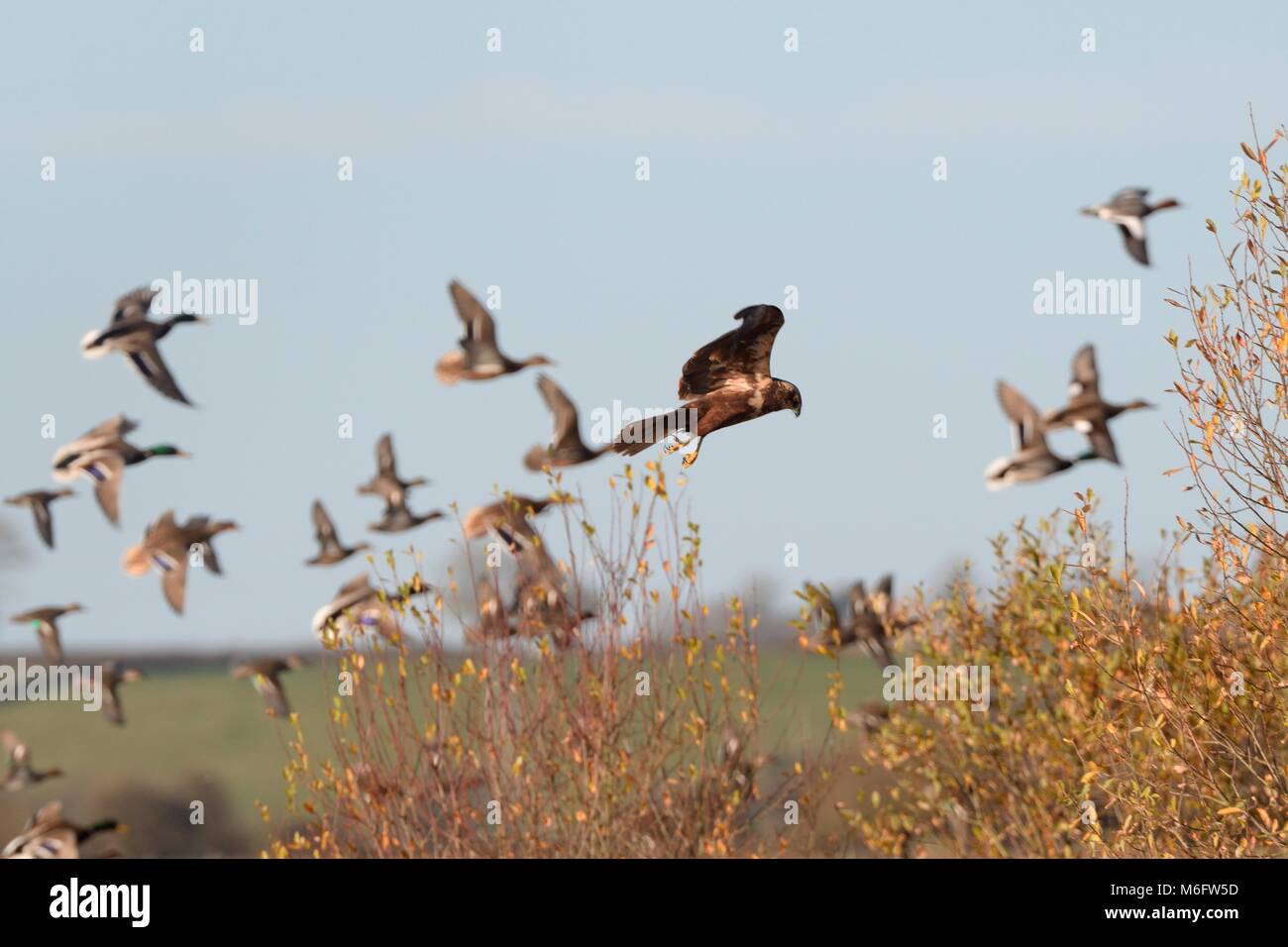 Weibliche Rohrweihe (Circus aeruginosus) Jagd auf Marschland und Spülen mehrere Arten von der Ente in Flug, RSPB Greylake, Somerset, Großbritannien Stockfoto