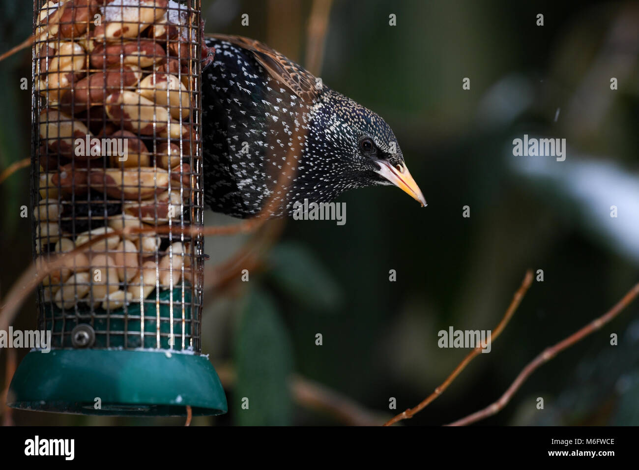 Eine Nahaufnahme von einem einzigen Starling gegriffen zu einem Garten des Schrägförderers mit Brasilien Nüsse und Erdnüsse. Stockfoto