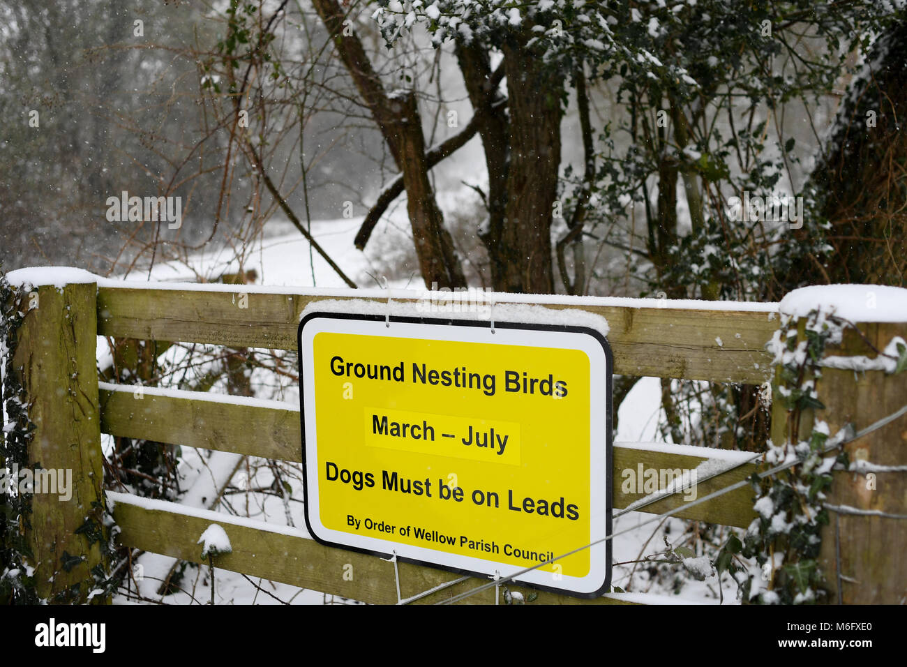 Boden brütende Vögel am Zaun auf Kanada gemeinsame Teil des New Forest National Park montiert. Der Boden ist Schnee im März. Stockfoto