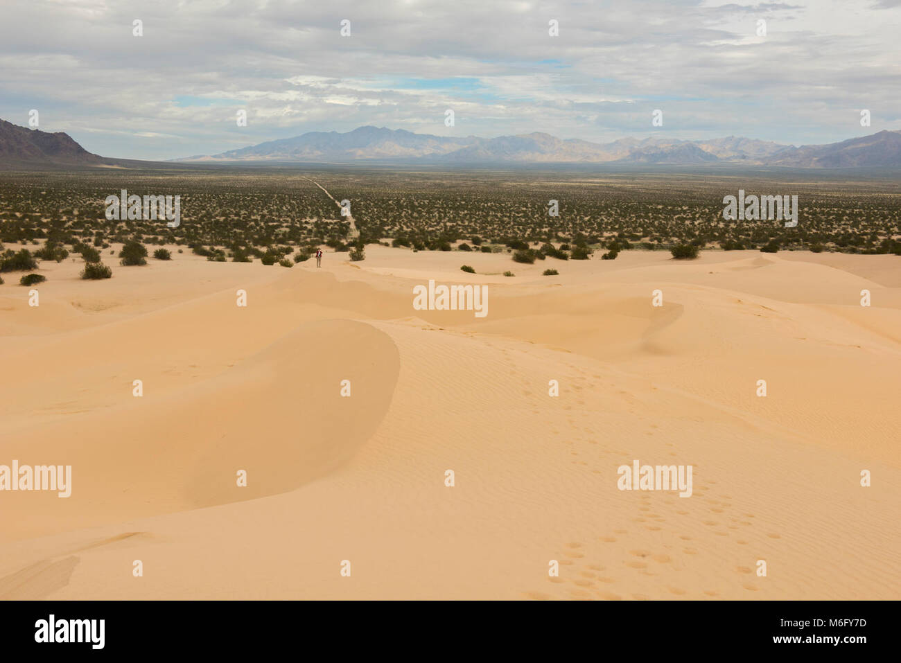 Cadiz Sand Dünen bei Mojave Trails National Monument. Stockfoto