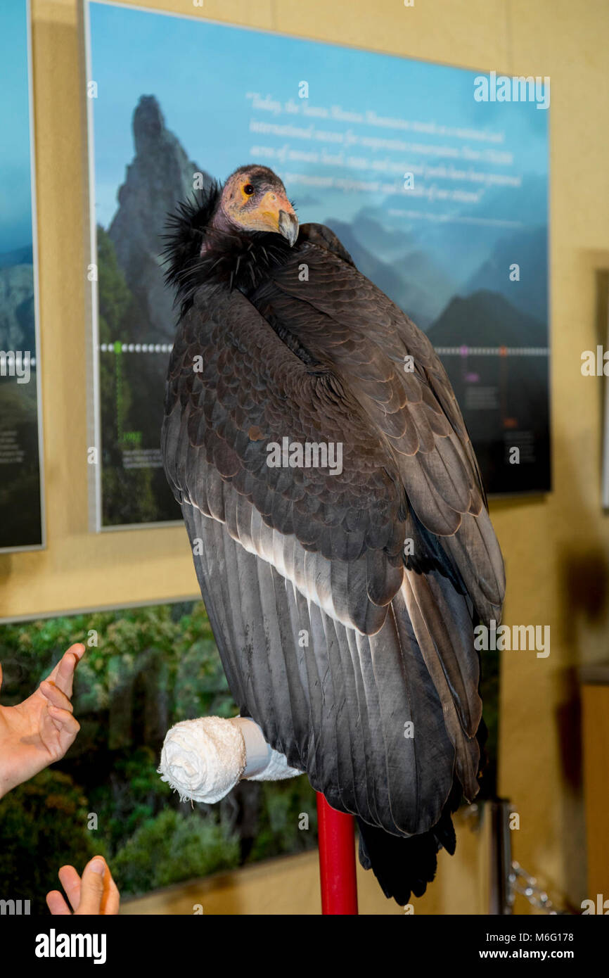 Dolly der Kalifornische Kondor. Die L.A. Zoo gebracht Dolly der Kalifornische Kondor, den Vogel Fest 2017 am King Gillette Ranch. Stockfoto