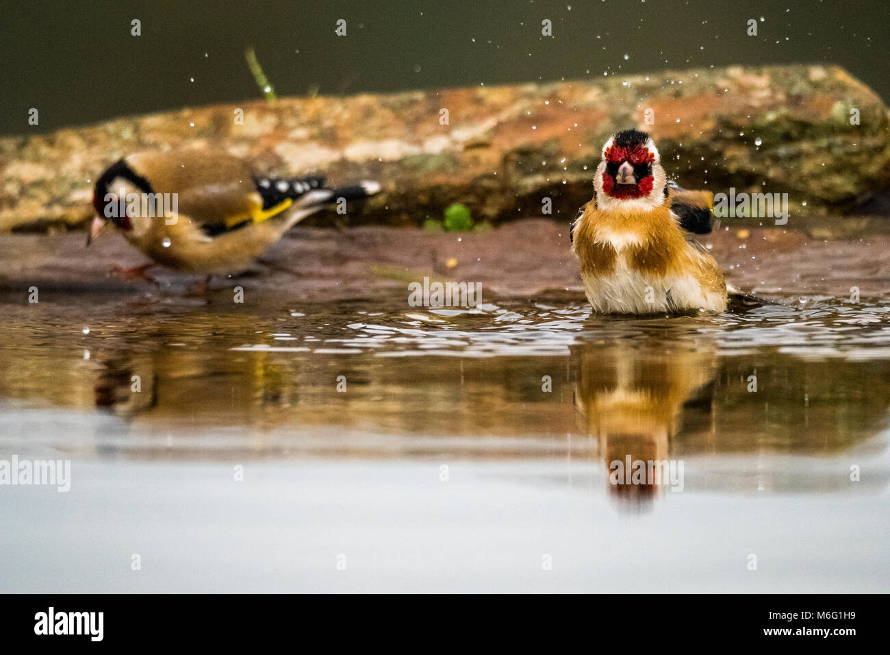Stieglitz (Carduelis carduelis) Baden Stockfoto