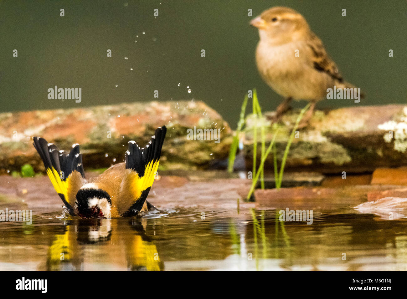 Stieglitz (Carduelis carduelis) Baden Stockfoto