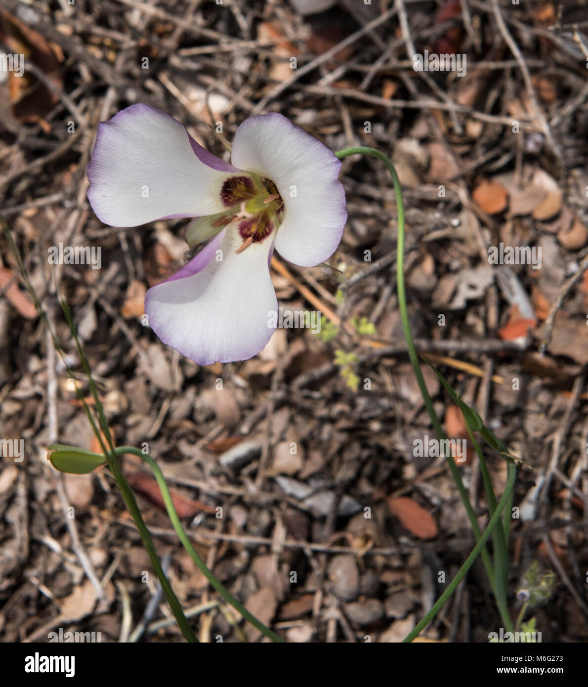 Jedes Kind in einem Park Programm bei Peter Strauss Ranch. Vierte - Schüler vom Los Angeles Unified School District in einem jeden Kind im Park Programm bei Peter Strauss Ranch teilzunehmen. Die Schüler gelernt, wie Sie ein Zelt, identifizieren Sie die heimische Tierwelt, machen Sie eine abalone Halskette im chumasch Tradition, und für eine belebende Wanderung gehen! Stockfoto