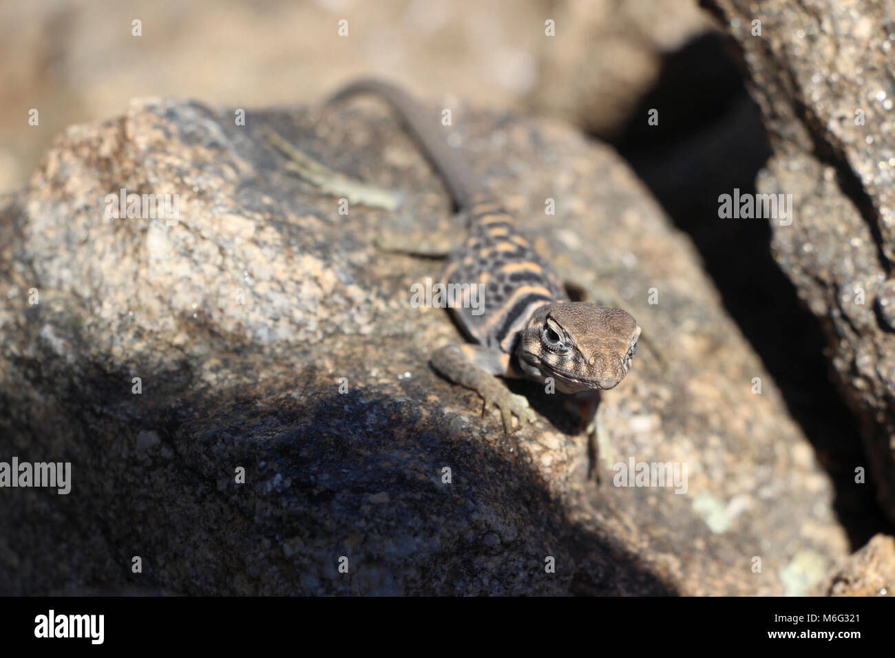 Great Basin Collared Lizard (Crotaphytus bicinctores). Stockfoto Great Basin Collared Lizard (Crotaphytus bicinctores). Stockfoto