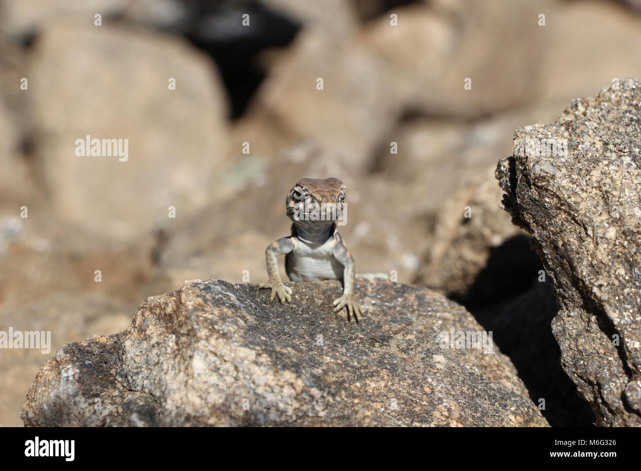 Great Basin Collared Lizard (Crotaphytus bicinctores). Stockfoto Great Basin Collared Lizard (Crotaphytus bicinctores). Stockfoto