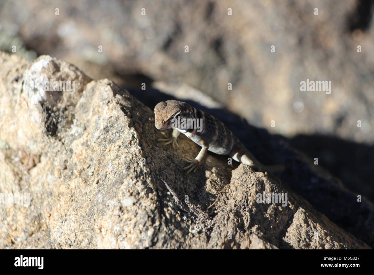 Great Basin Collared Lizard (Crotaphytus bicinctores). Stockfoto Great Basin Collared Lizard (Crotaphytus bicinctores). Stockfoto