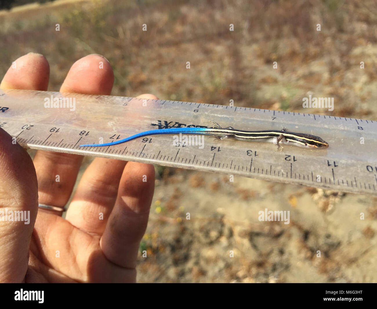 Juvenile westliche Skink. Stockfoto