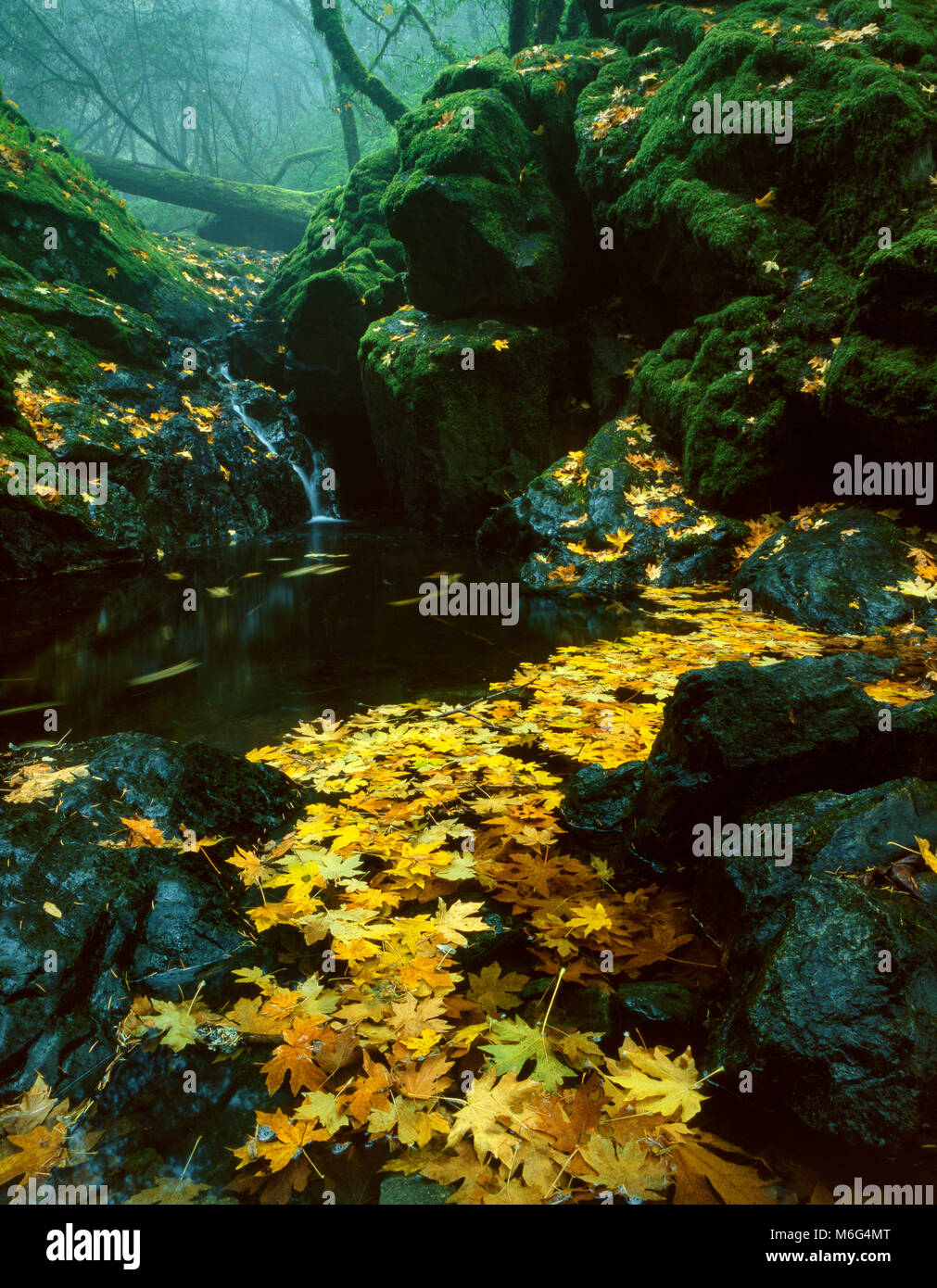 Ahornblätter, Cataract Creek, Mount Tamalpais, Marin County, Kalifornien Stockfoto