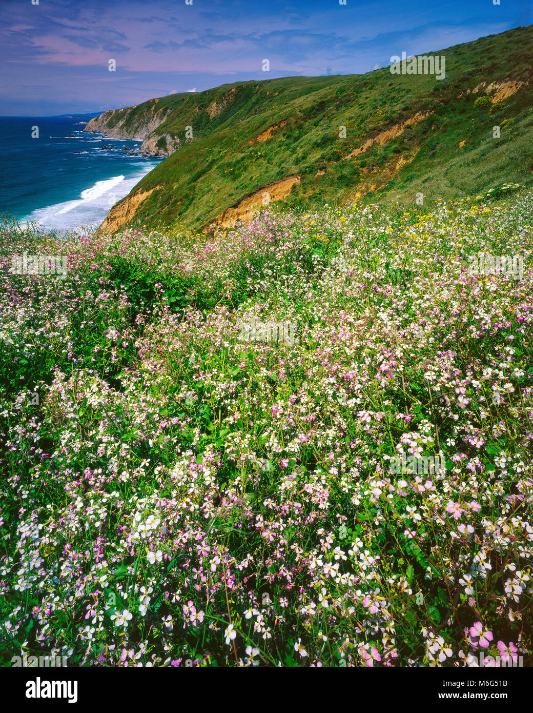 Hederich, Point Reyes National Seashore, Kalifornien, Marin County, Kalifornien Stockfoto