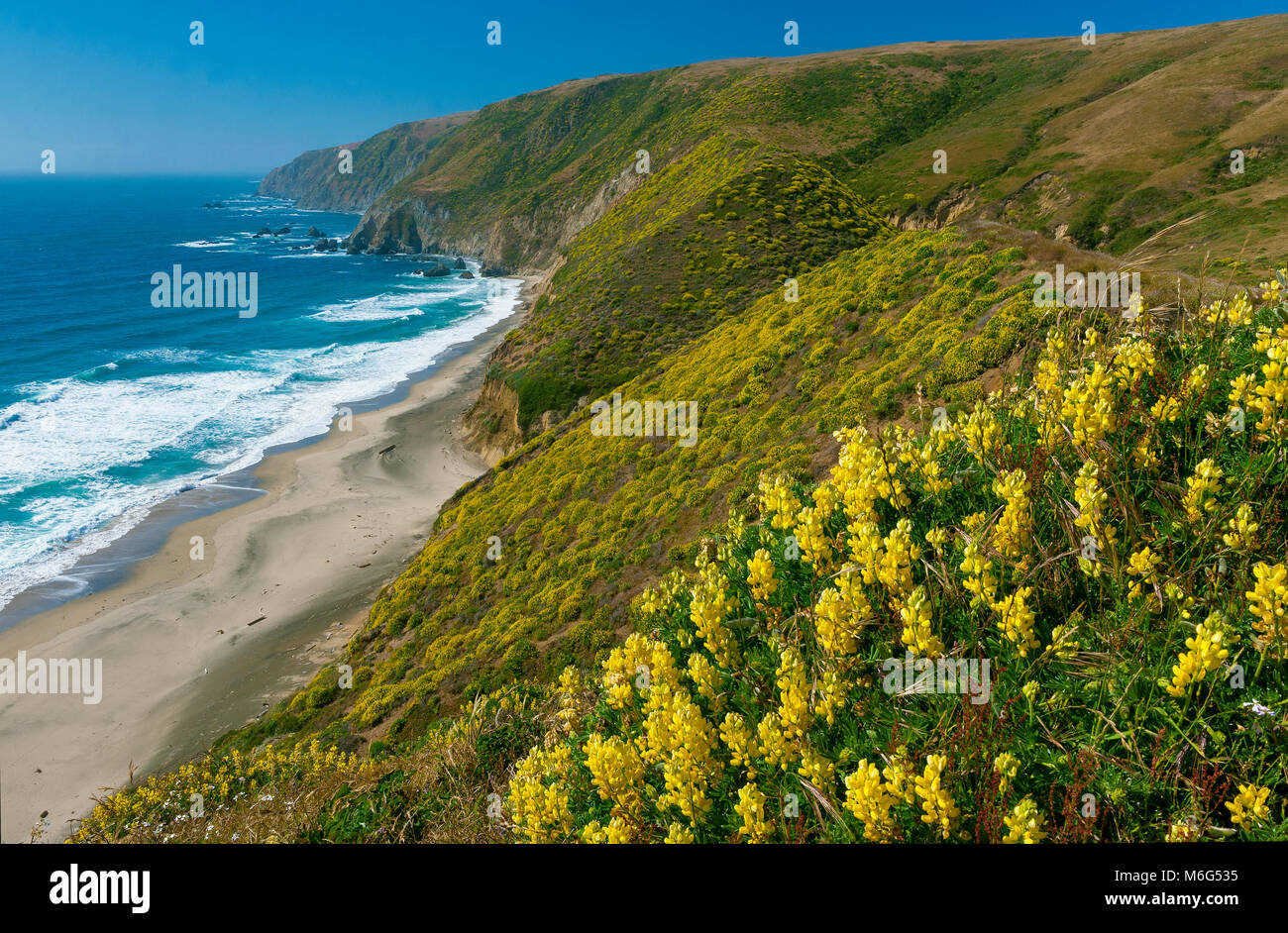 Gelbe Baum Lupine, Tomales Point, Point Reyes National Seashore, Marin County, Kalifornien Stockfoto