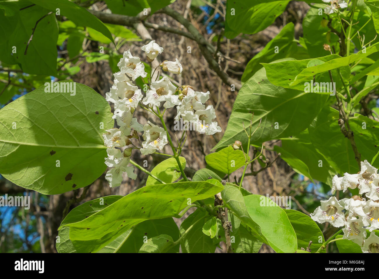 Southern catalpa Tree in der Blüte im Frühling. Stockfoto