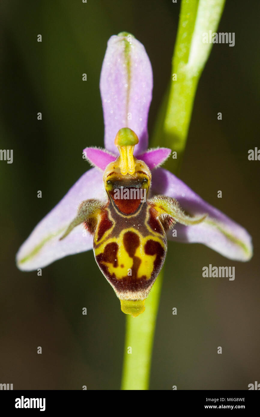 Ophrys scolopax, bekannt als die Waldschnepfe Biene Orchidee oder
