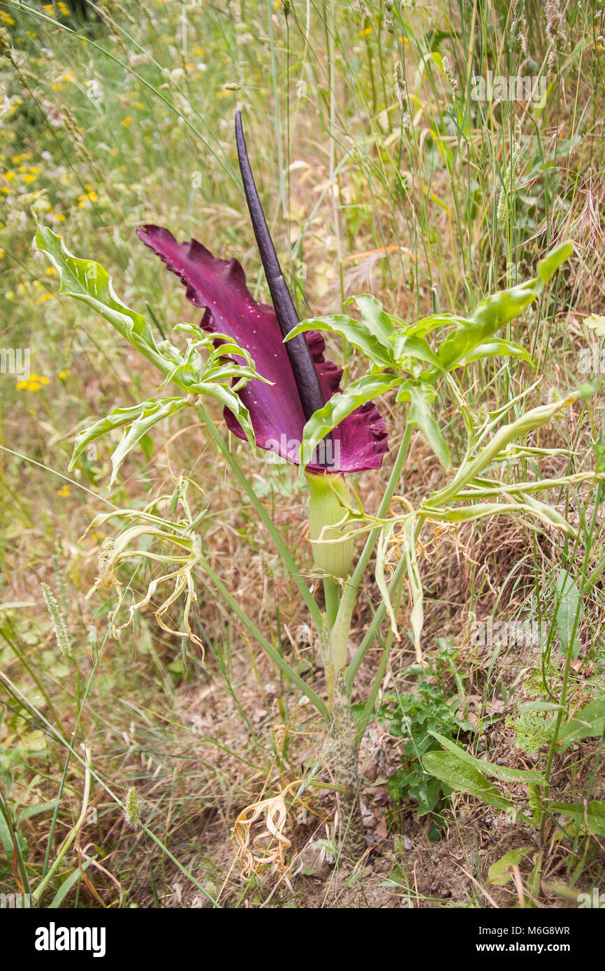 Dracunculus vulgaris ist eine Pflanzenart in der Gattung aroid Dracunculus und wird verschiedentlich als gemeinsame dracunculus, Dragon arum bekannt, der schwarze Arum, der Voodoo Lily, die Schlange Lily, die stinken Lily, die Black Dragon, der schwarze Lilie, dragonwort und Ragons. Stockfoto