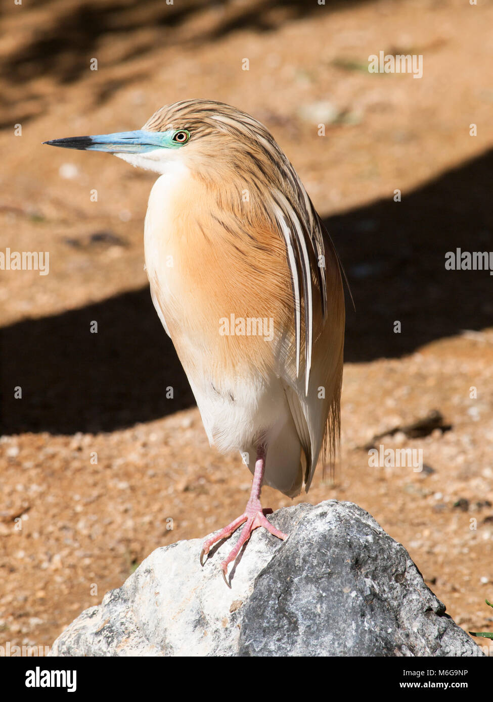 Squacco Heron - Ardeola ralloides - Kleiner chunky Vogel Stockfoto