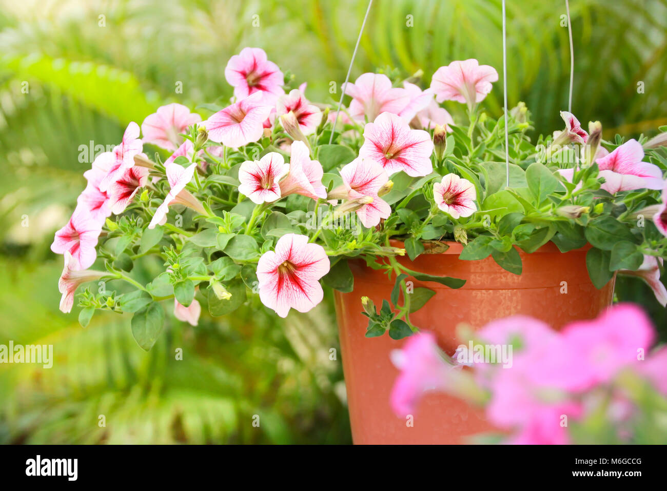 Rosa Petunien Blume für Garten und wunderschönen Haus Stockfoto