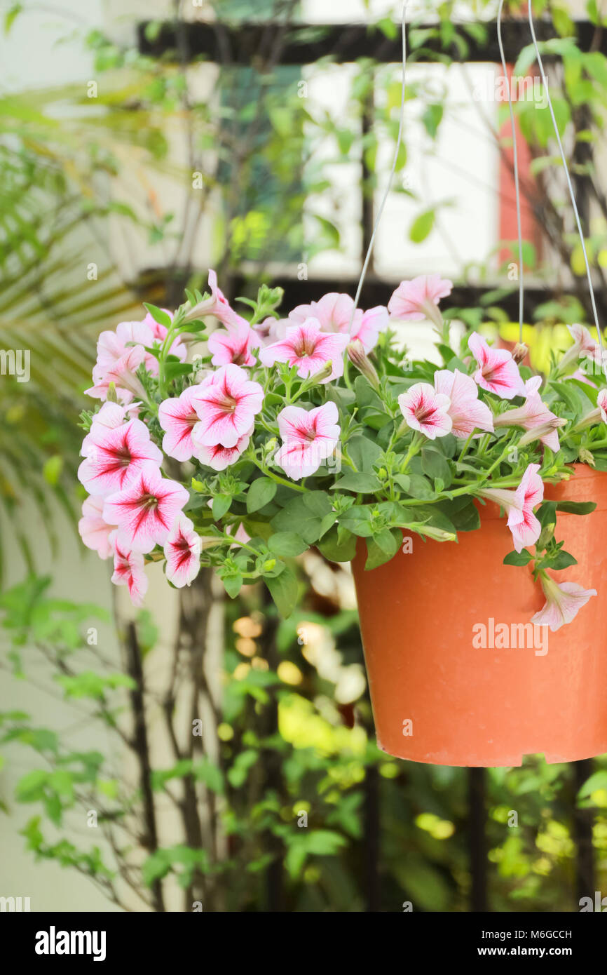 Rosa Petunien Blume für Garten und wunderschönen Haus Stockfoto
