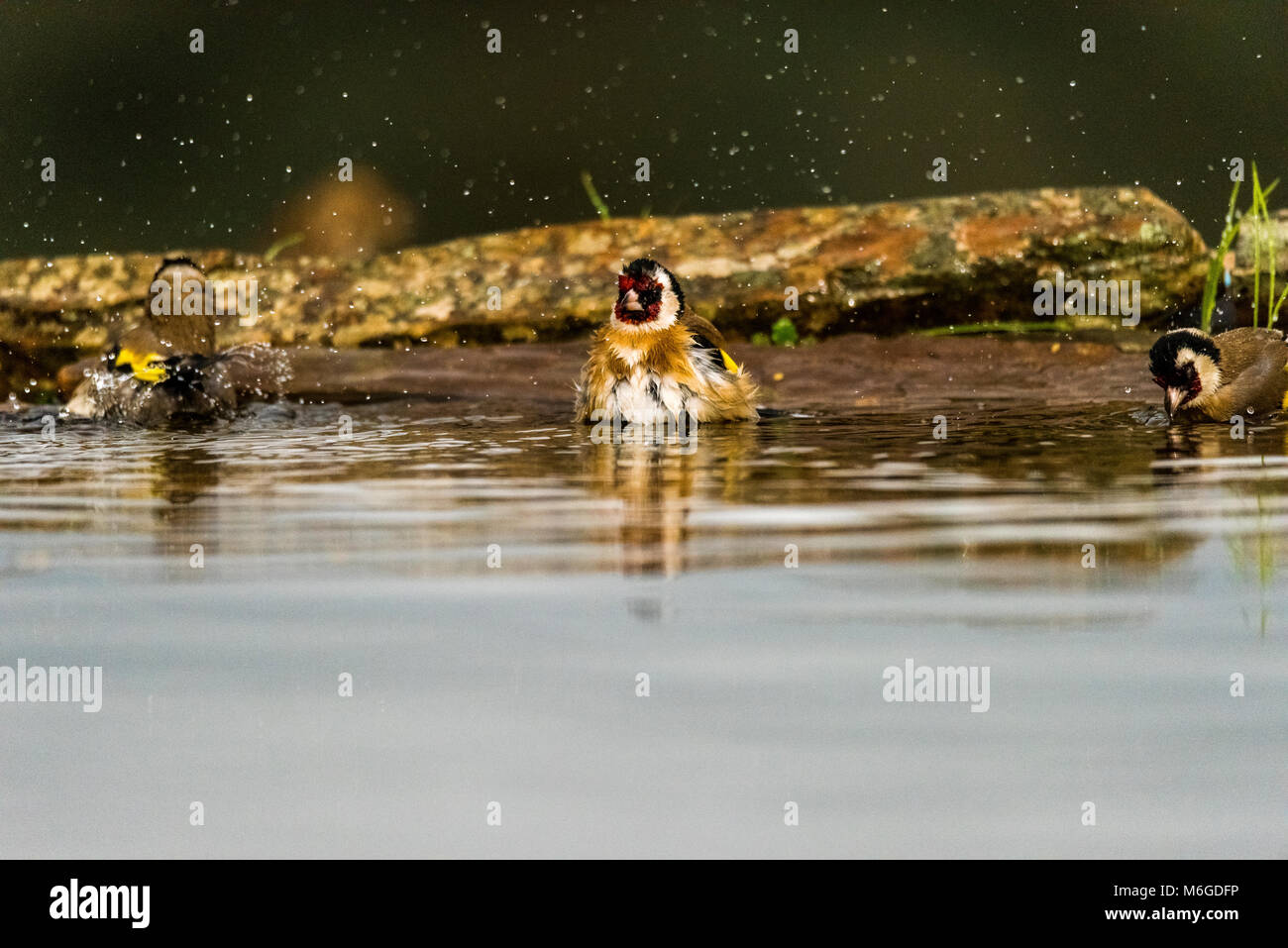 Stieglitz (Carduelis carduelis) Baden Stockfoto
