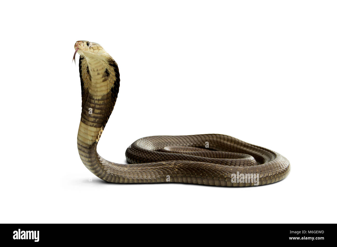 Auf weissem Hintergrund von Snake siamesische Kobra isoliert (Naja kaouthia). Gefährliche ernste giftige Kobra Schlange ist eine Spezies weit verbreitet über eine Stockfoto