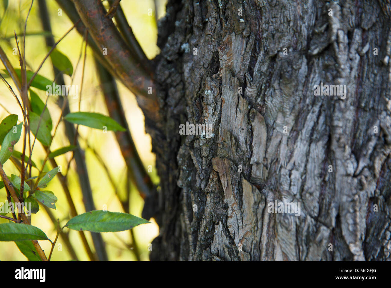 Die Rinde eines alten Baumes natur Textur Hintergrund Stockfoto