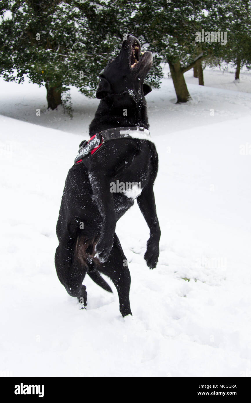 Schwarzer Labrador Hund laufen, Springen und Spielen im Schnee von das Tier aus dem Osten Sturm auf dem Gelände der Universität Glasgow, Glasgow, Schottland Stockfoto