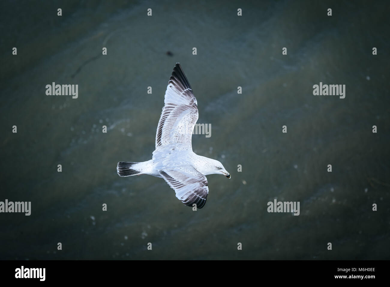 Die Nachwirkungen von Sturm Emma befindet sich im Küstenort Abersoch gesehen, mit einer starken Schneeverwehungen, Wind, Schnee am Strand und eine gefrorene Hafen. Stockfoto