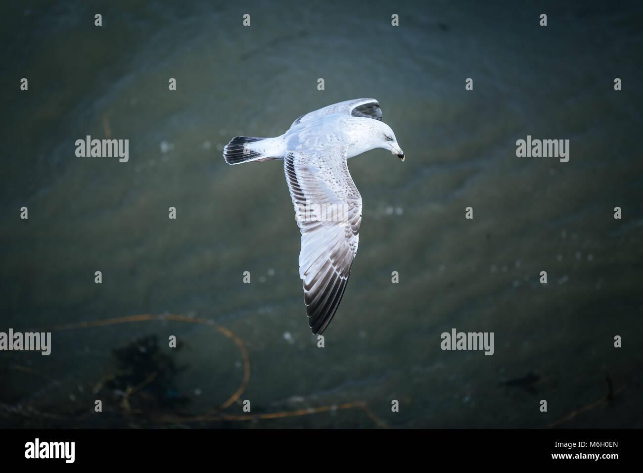 Die Nachwirkungen von Sturm Emma befindet sich im Küstenort Abersoch gesehen, mit einer starken Schneeverwehungen, Wind, Schnee am Strand und eine gefrorene Hafen. Stockfoto