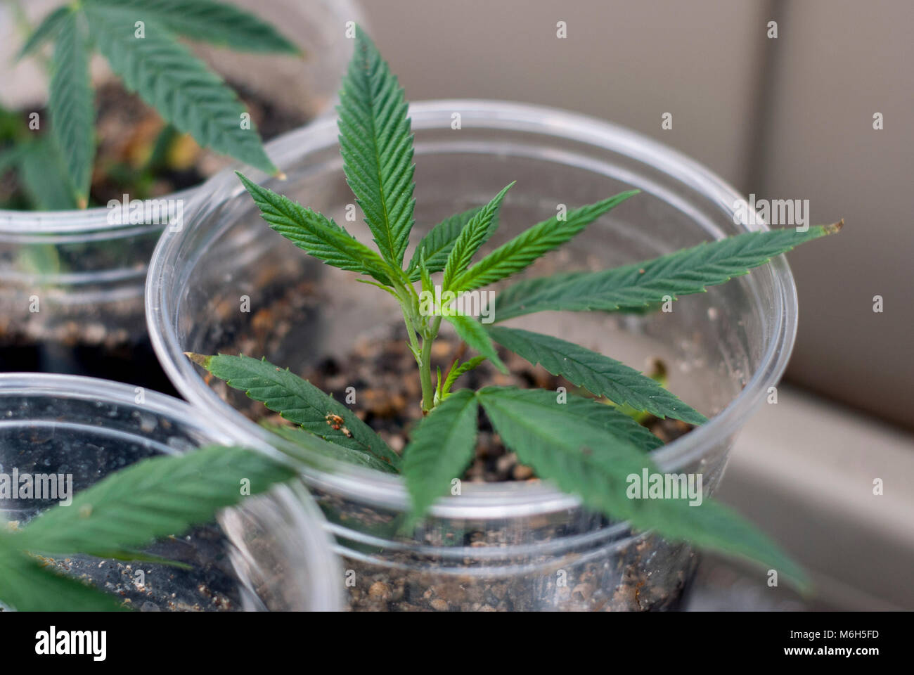 Geklonte Cannabis indica Marihuana schneiden in einen durchsichtigen Schale von Boden neben zwei anderen verwurzelt, als Teil einer Indoor für medizinische Verwendung wachsen. Stockfoto