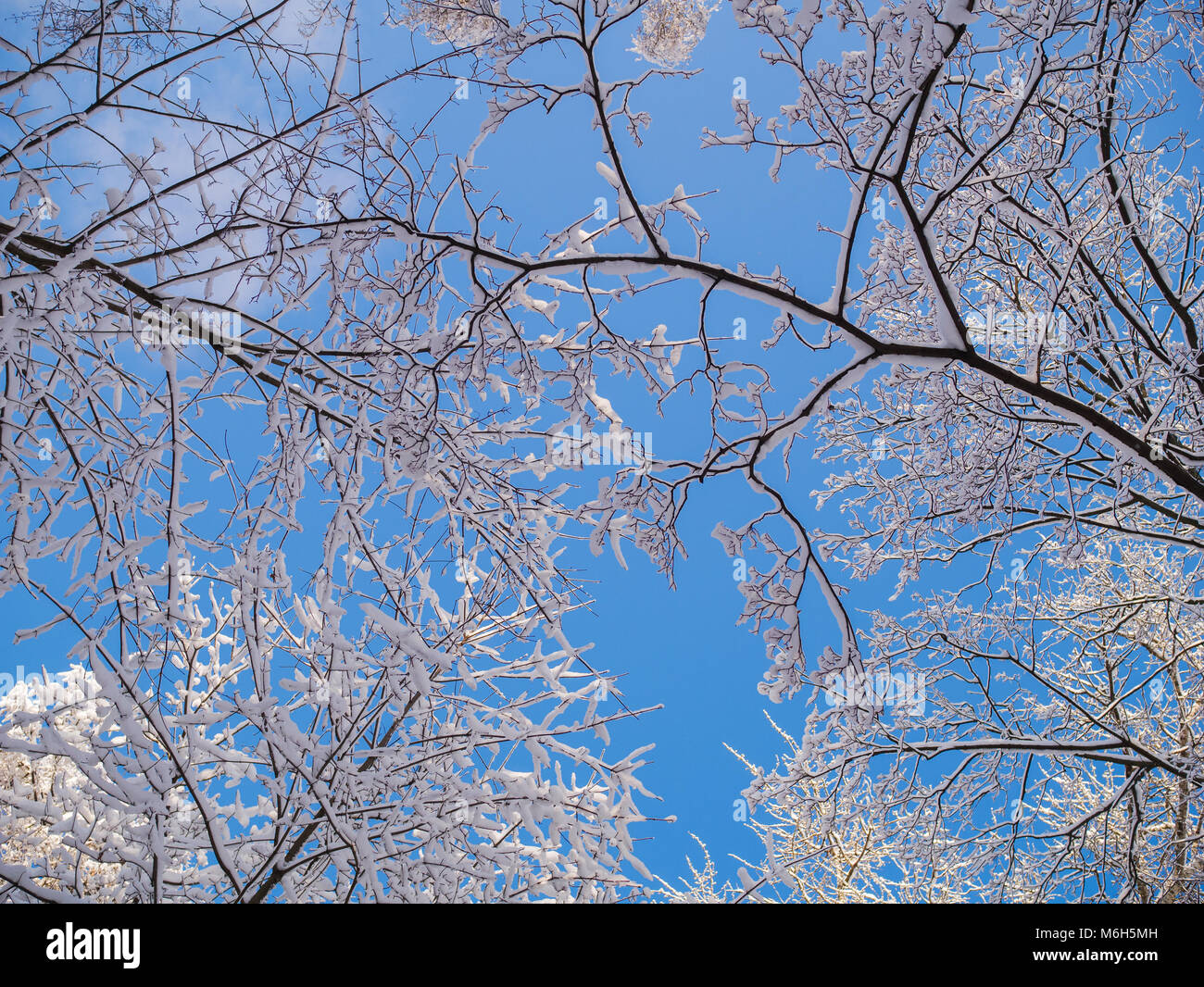 Fotos von Tops von Winter Bäume und blauer Himmel Stockfoto