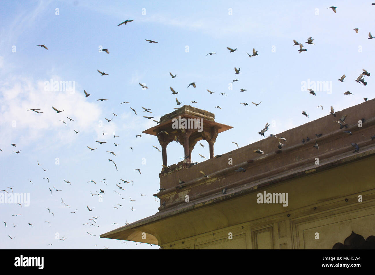 Dutzende von Tauben, die um einen Revolver eines alten traditionelles Gebäude in Delhi, Indien fliegen. Stockfoto
