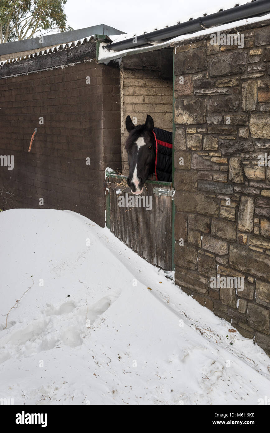 Pony gehaftet in einem stabilen blockiert durch eine schneeverwehung. Während der "Tier aus dem Osten' 2018. Stockfoto
