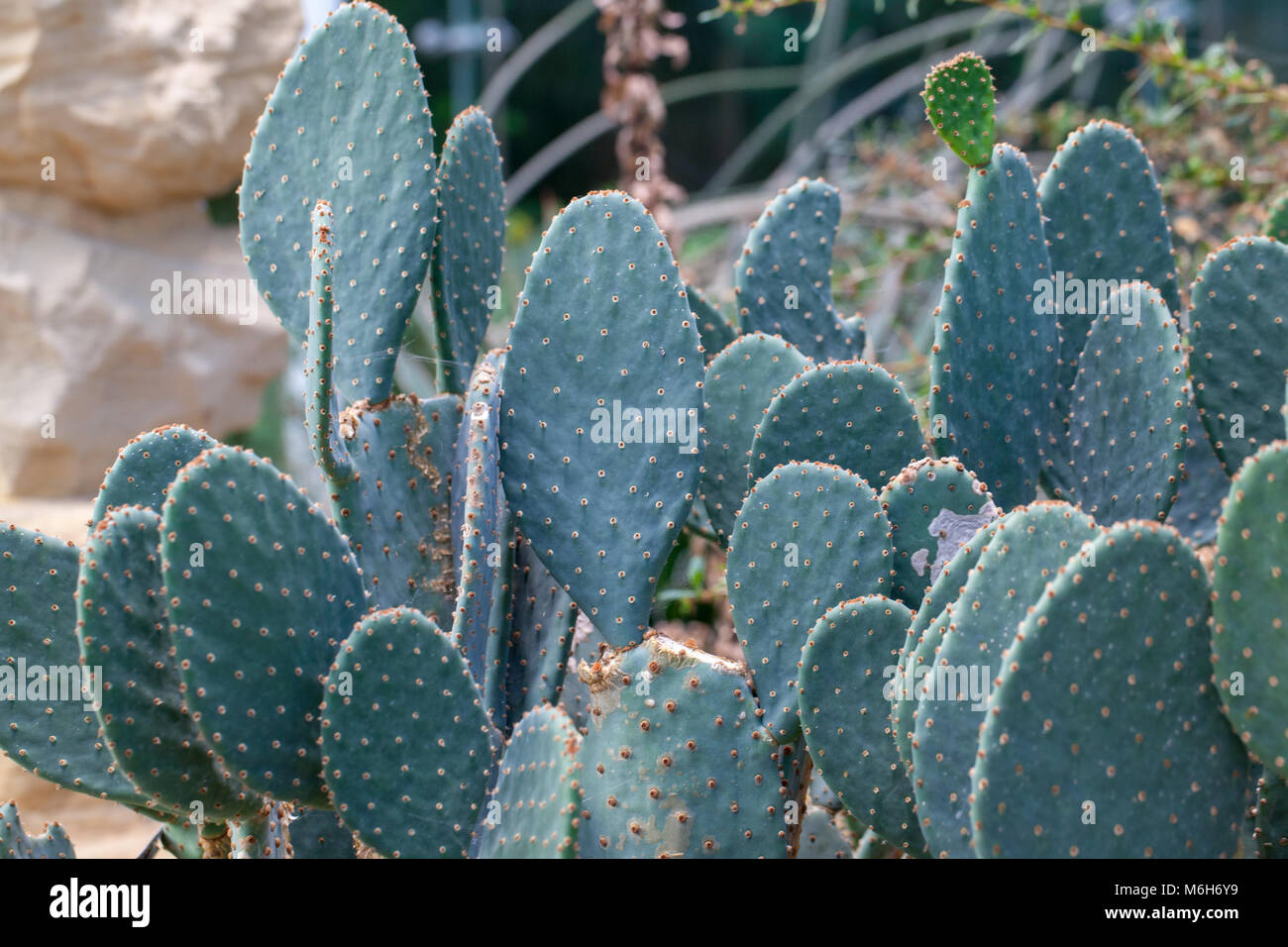 Beavertail Kaktus, Bäversvanskaktus (Opuntia basilaris) Stockfoto