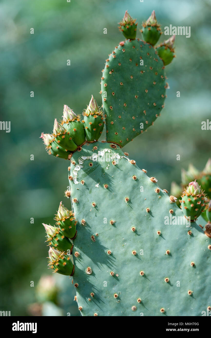 Beavertail Kaktus, Bäversvanskaktus (Opuntia basilaris) Stockfoto