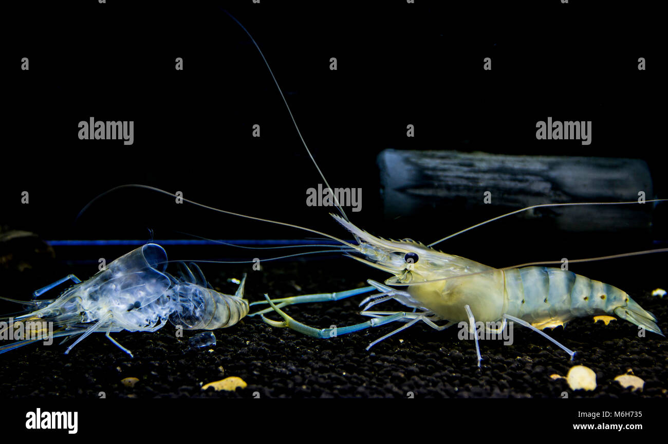 Riesige Süßwasser-Garnelen (MACROBRACHIUM ROSENBERGII) junge Garnelen mausern. Animalia Arthropoda Reich, Stamm, Klasse Malacostraca Stockfoto