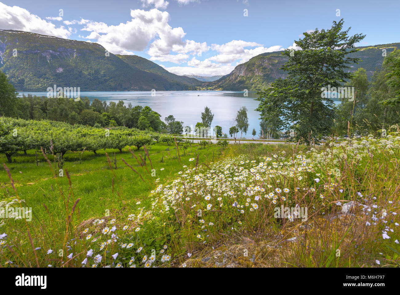 Fjordlandschaft mit Blumen und Obstbäumen, Ornes, Norwegen, Blick auf den Lustrafjorden und Solvorn, Sognefjorden Stockfoto