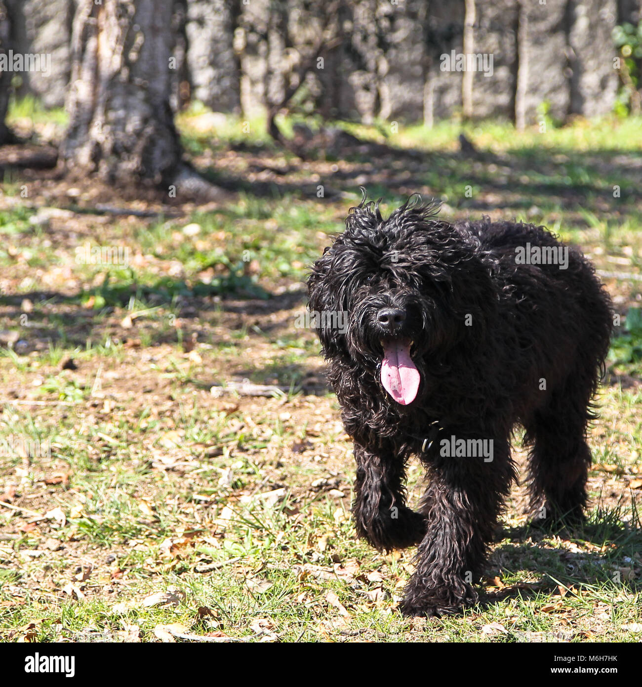 Portugiesischer Wasserhund wandern in einem grünen Raum Stockfoto