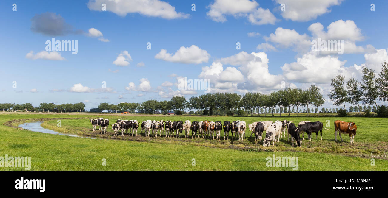 Panorama der Niederländischen Kühe in einer Landschaft in der Nähe von Groningen, Niederlande Stockfoto
