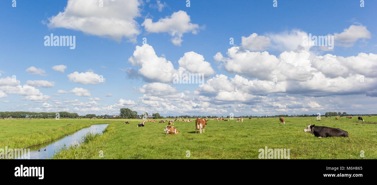Panorama von einer holländischen Landschaft mit Kühen in der Nähe von Groningen, Niederlande Stockfoto