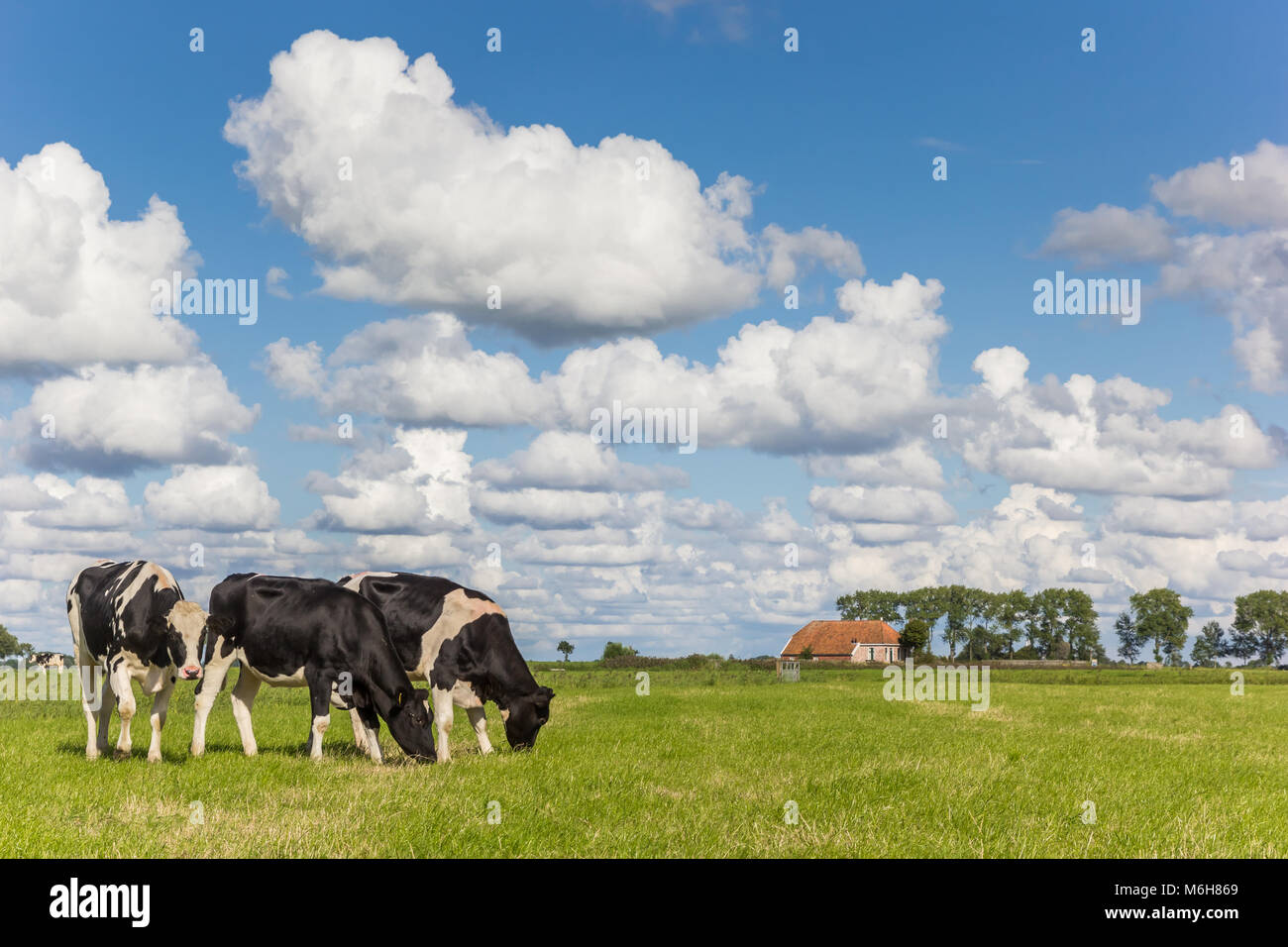 Kleine farm und holländischen Kühe in Groningen, Niederlande Stockfoto