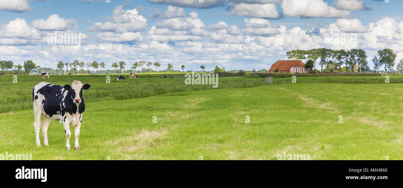 Niederländische Holsteiner Kuh und kleine Farm in der Nähe von Groningen, Holland Stockfoto