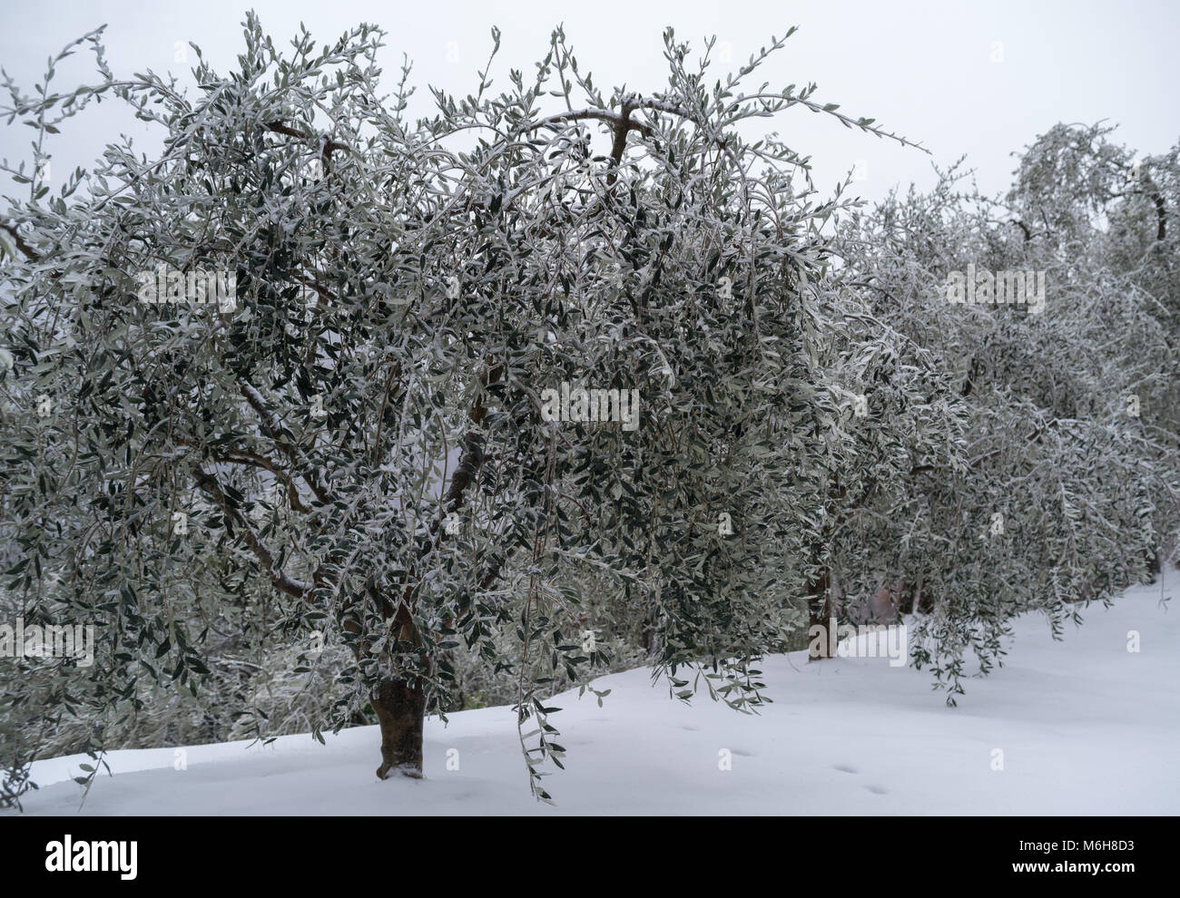 Provinz Imperia, Italien. Schnee bedeckt Olivenhain Stockfoto