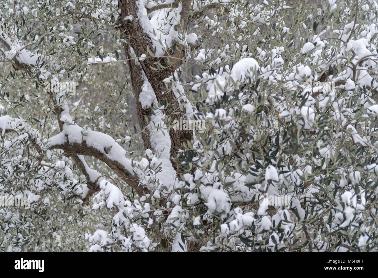 Schnee bedeckt Olivenbaum in der Provinz Imperia, Italien Stockfoto
