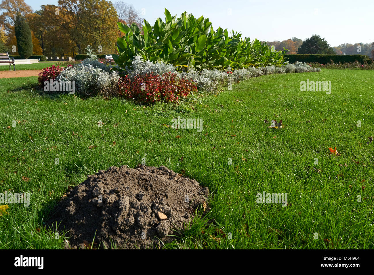 Ein Maulwurf der Maulwurf auf einem gepflegten Park Rasen Stockfoto