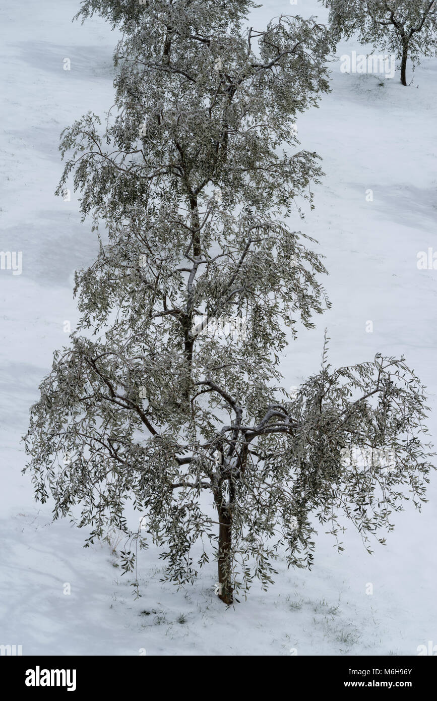 Schnee bedeckt Olivenbäume in der Provinz Imperia, Italien Stockfoto